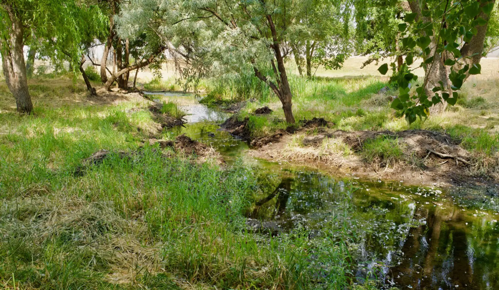 small creek flowing through grassy wooded area