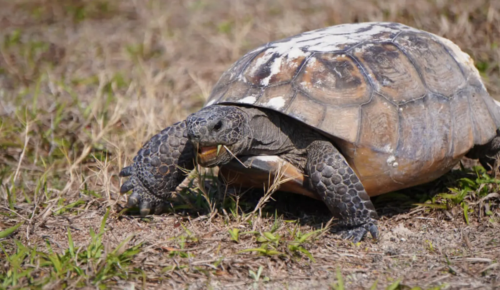 tortoise walking on dry grassy ground