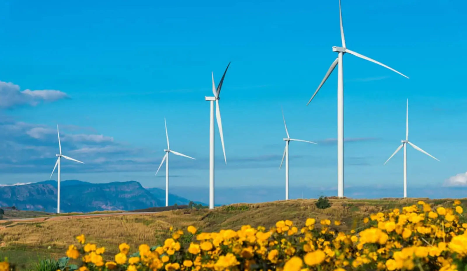 wind turbines on rolling hills with yellow flowers in foreground